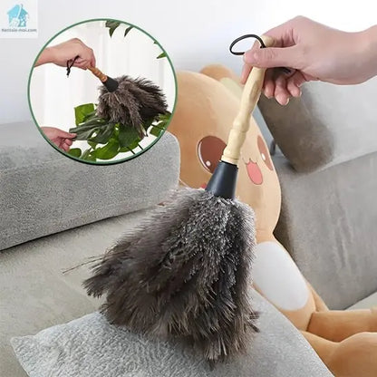 Plumeau pour poussière Autruche plante